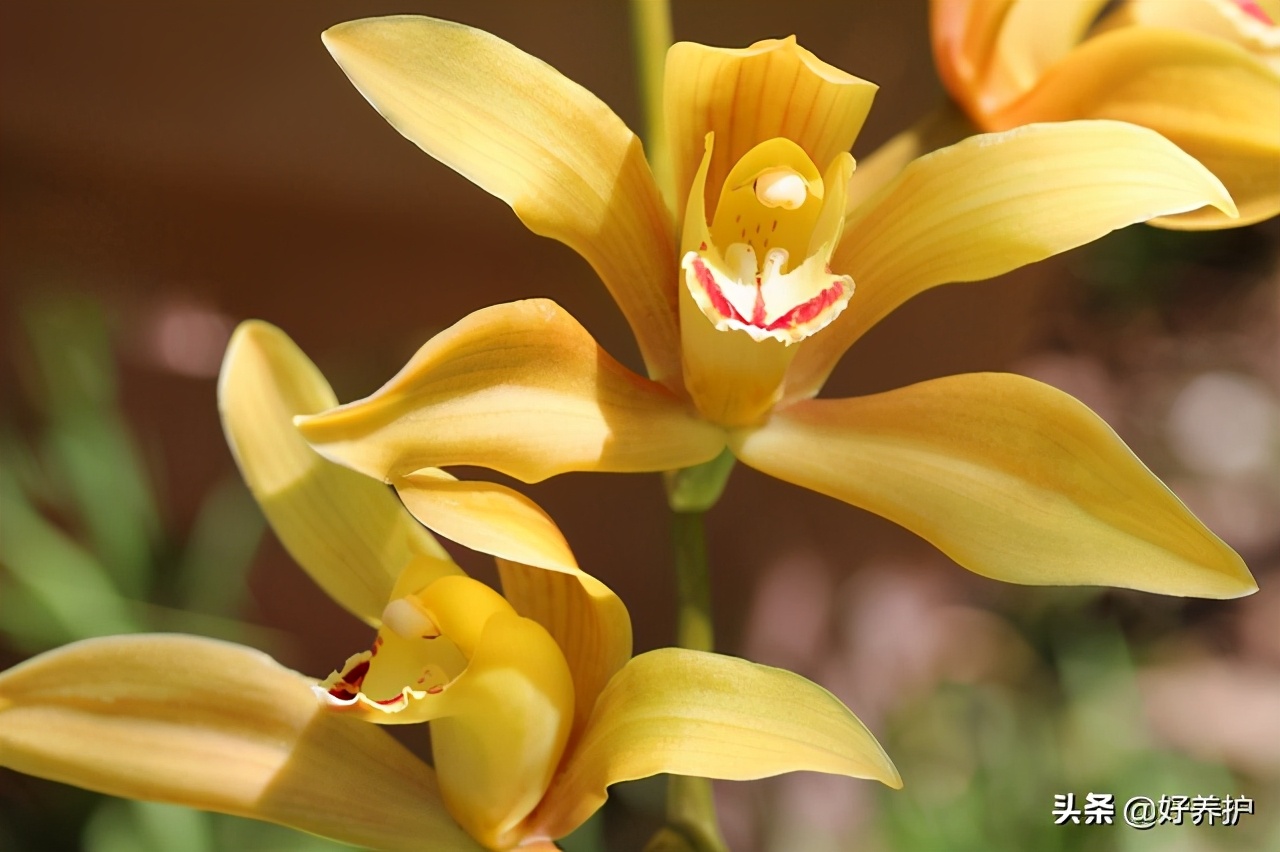 最好养的六种兰花中哪种最耐寒,最耐暴晒的兰花