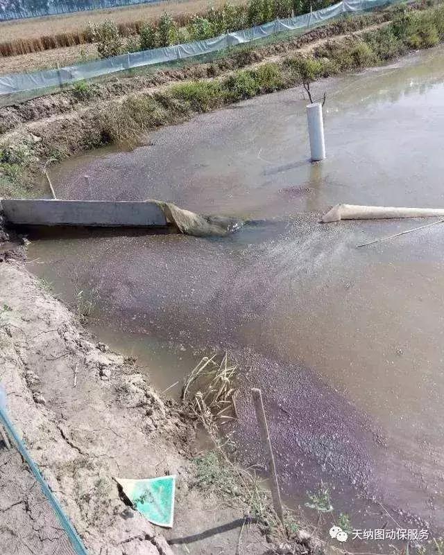 天气多变池塘容易产生倒藻,天气突然变冷鱼塘怎么会死鱼