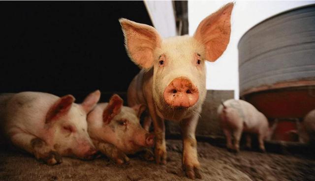 仔猪黄白痢的原因和治疗方案视频,如何预防仔猪黄白痢简单有效