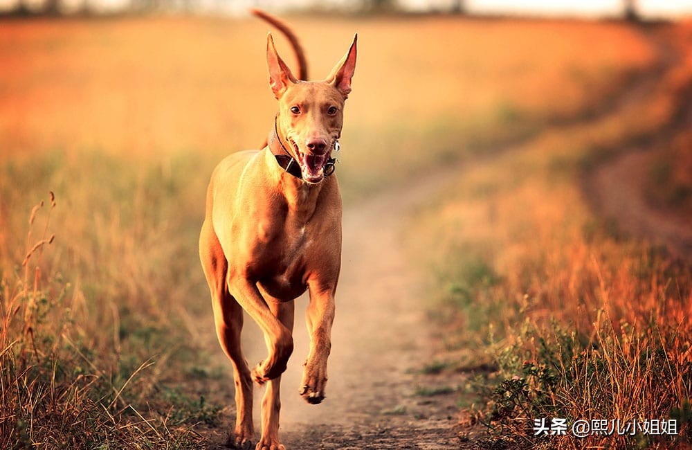 世界名贵犬种,中国名贵犬种大全图片