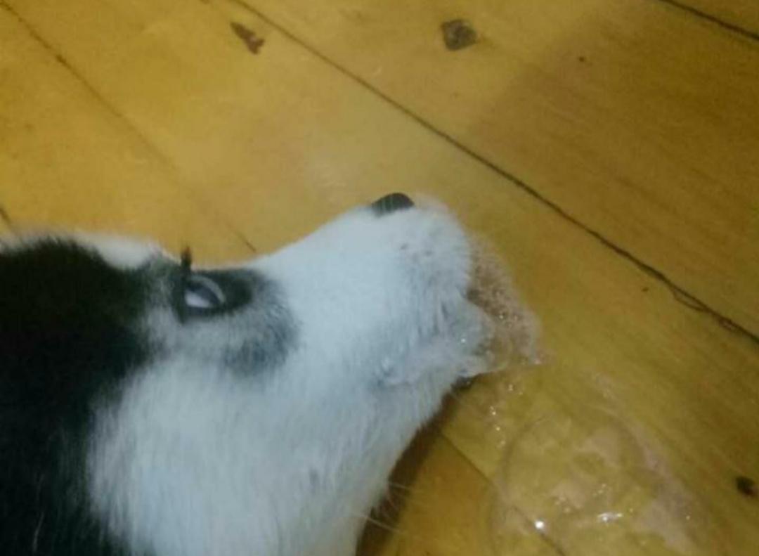 狗狗调皮不听话乱咬咋办,狗狗头部受伤了能自愈吗