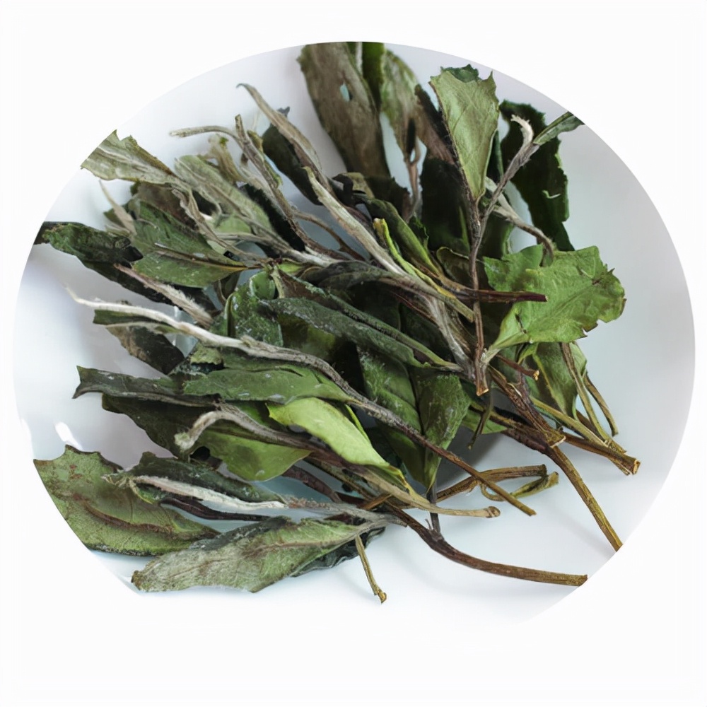 老白茶加工视频大全,理条机加工白茶技术参数