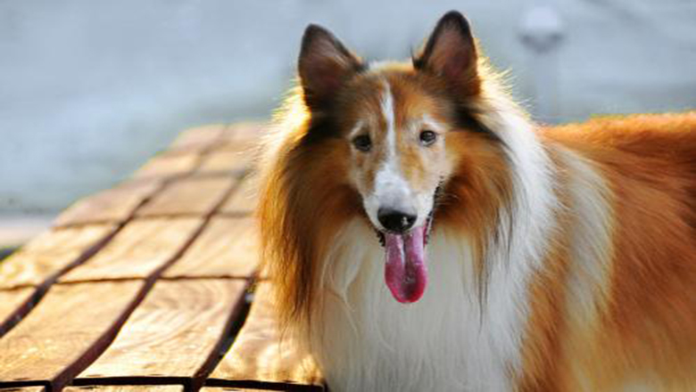 苏牧购买,哪里可以买到正宗的苏牧