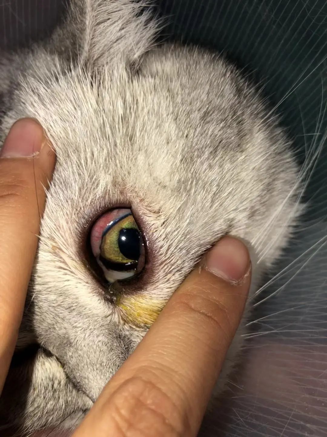 猫咪眼睑内翻必须手术吗,猫咪铲屎官有哪些表现症状