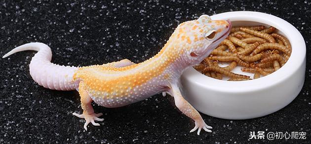 好用的豹纹守宫上手攻略,新手养豹纹守宫还是肥尾守宫