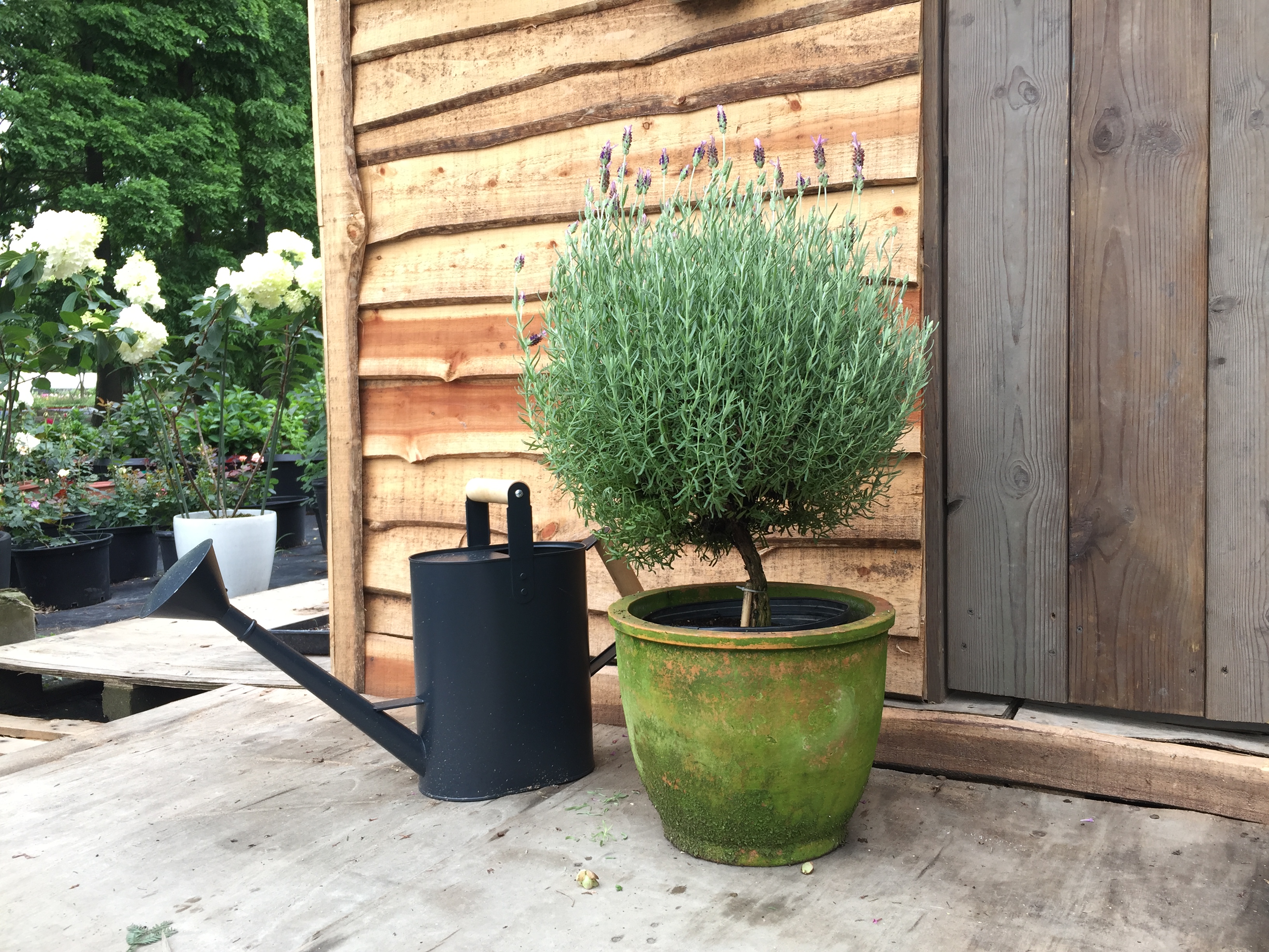 薰衣草的品种大全,最好的薰衣草品种有哪些