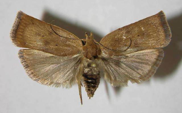 预防大米生虫的最好方法,米面生虫子家里有飞蛾怎么办