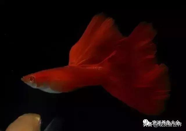 15个孔雀鱼品系图鉴绝美版,15个孔雀鱼品系图鉴