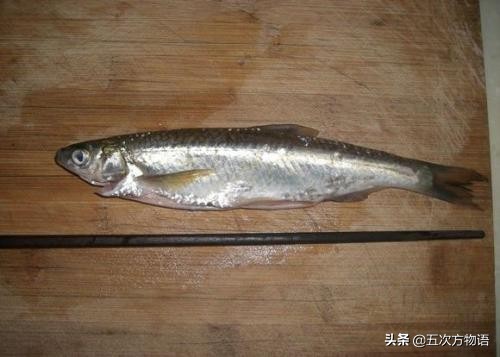 松花江名鱼三花五罗十八子,三花五罗十八子鳇鱼