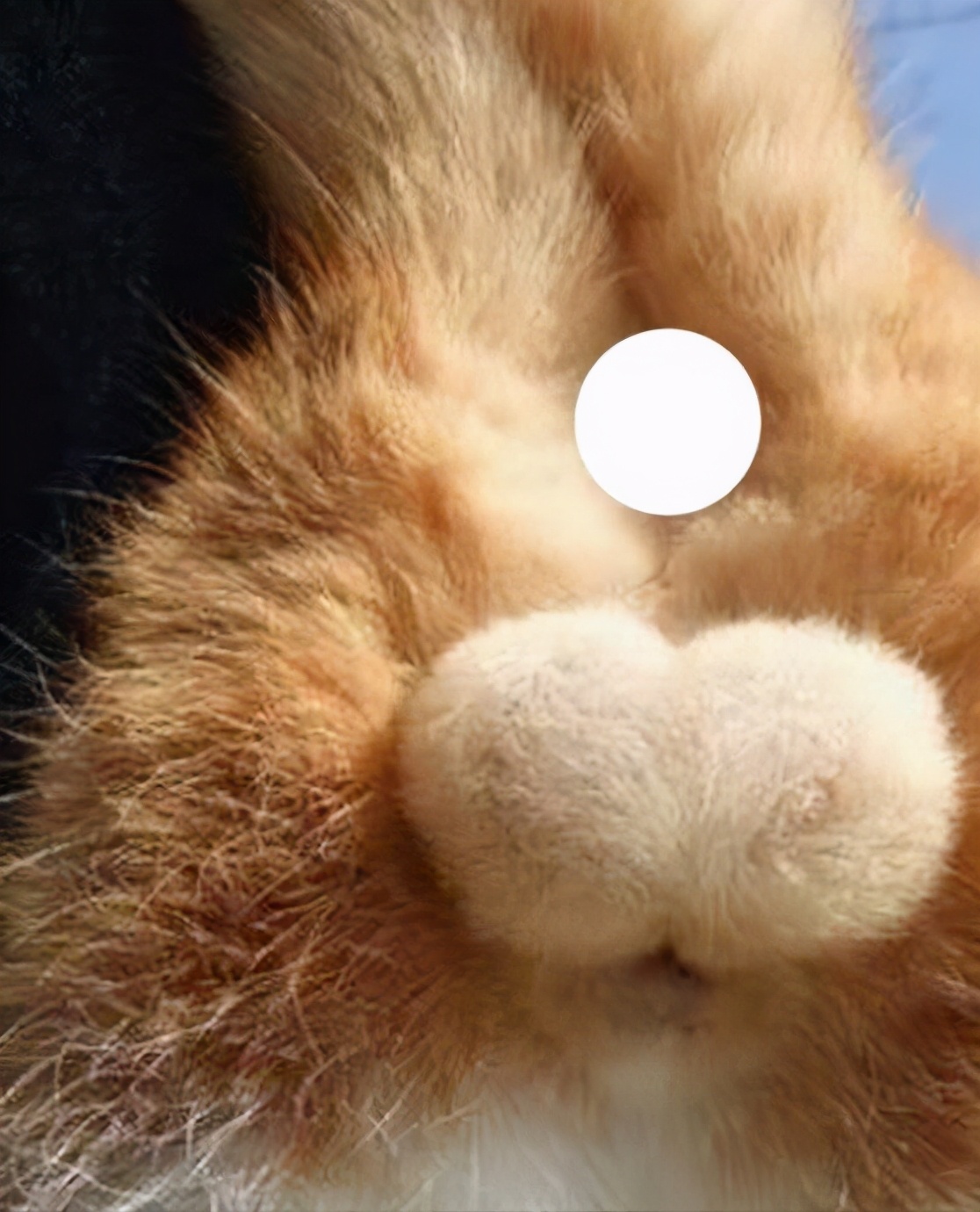 猫咪的蛋蛋居然可以那么可爱！网友：污了