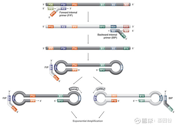 全场硬菜!分子诊断技术全解析