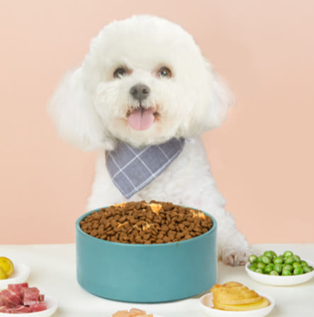 比熊不怎么吃狗粮是什么原因,比熊不吃狗粮怎么回事