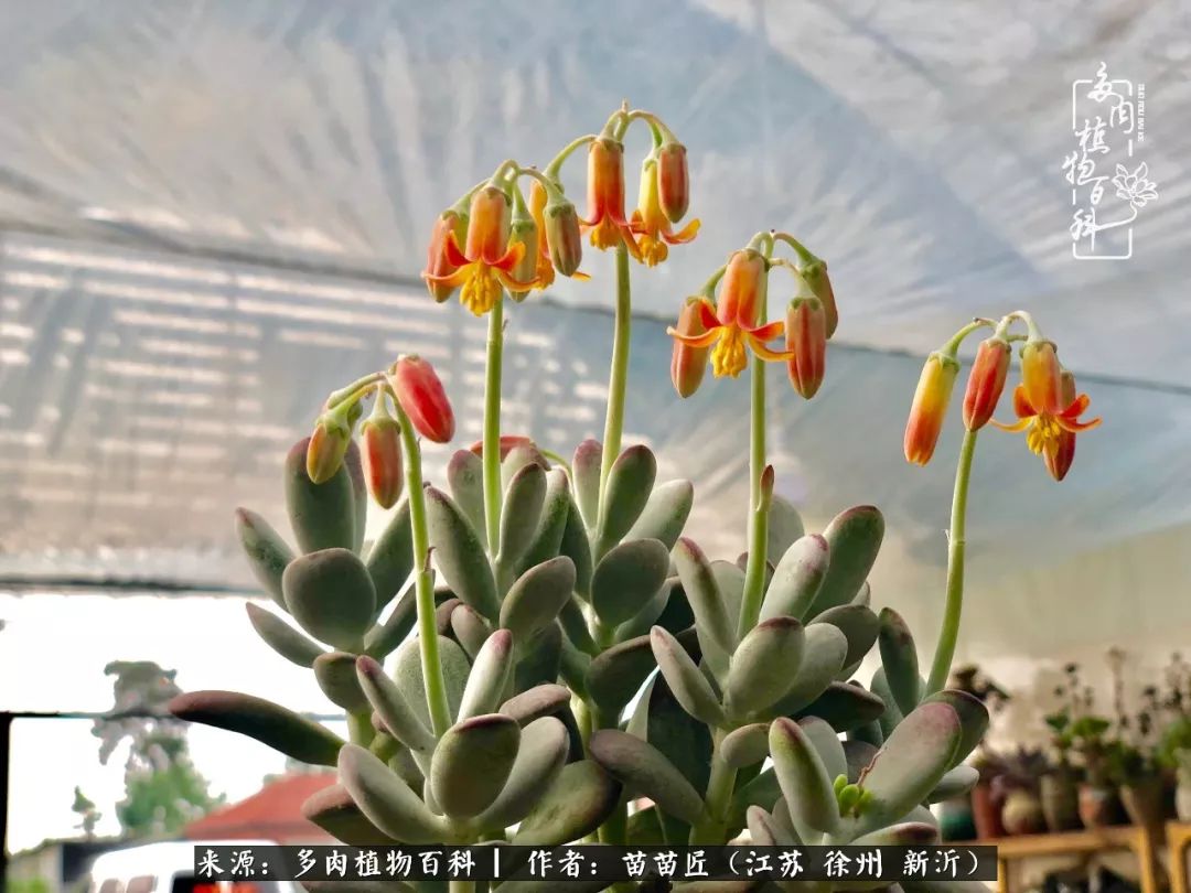 多肉之江湖：众肉友们，修仙渡劫几何了？