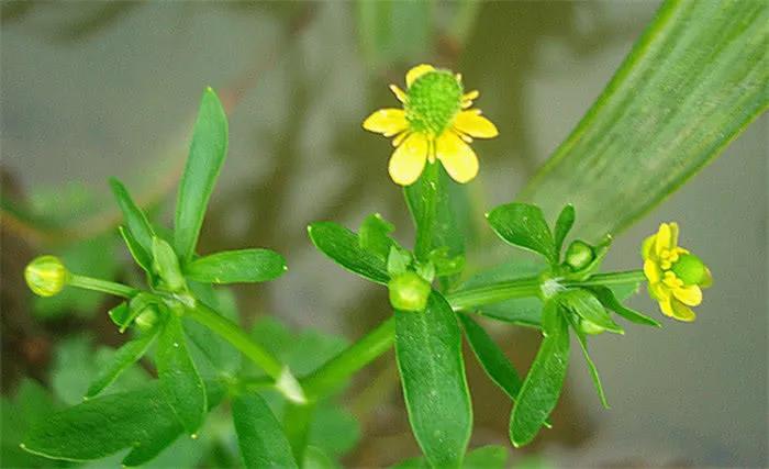 水沟边长得像芹菜的野菜,水沟旁长的野芹菜能吃吗
