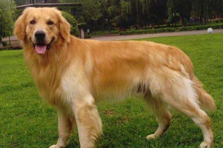 金毛好不好养适合养不,金毛好不好咬人