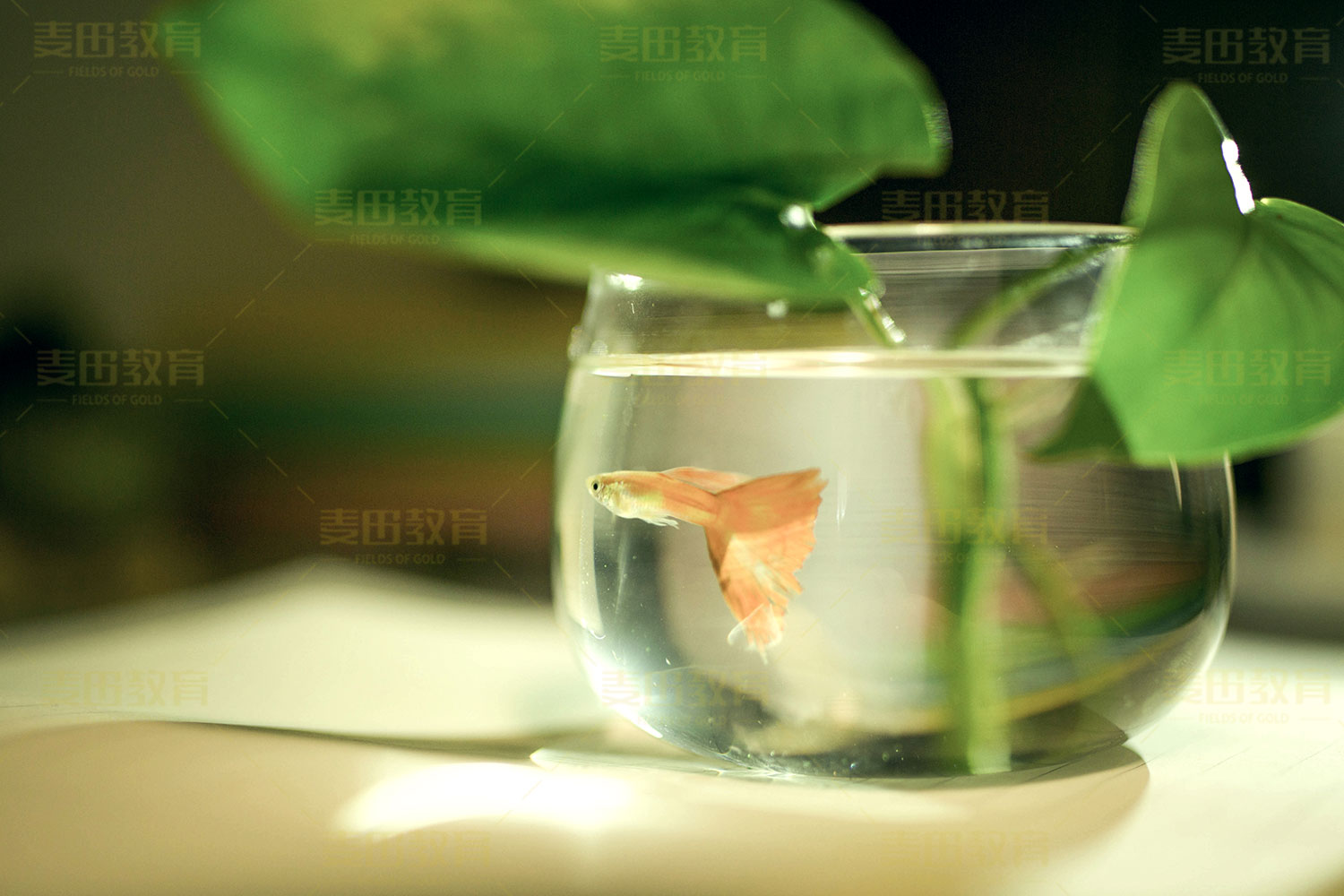 高三学生老是犯困想睡觉怎么办,高三学生犯困提神必备品咖啡糖