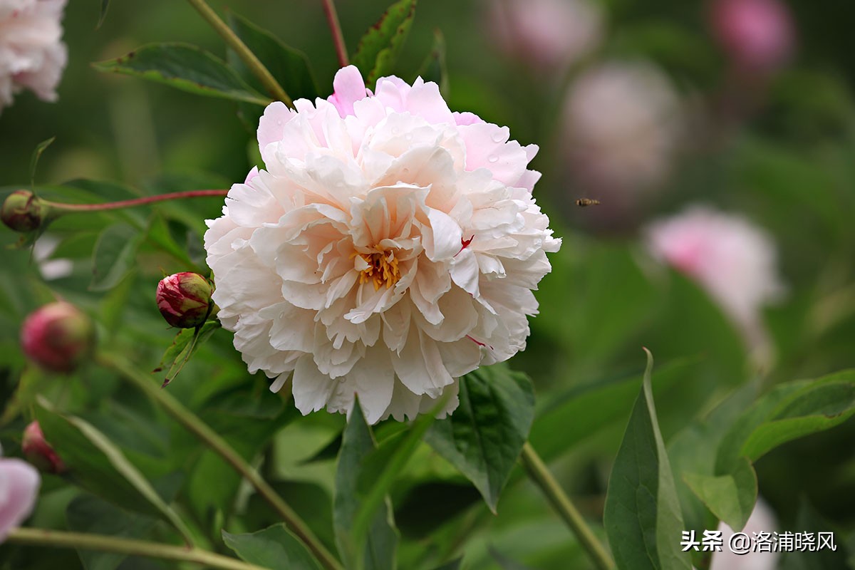 大院绿化的回忆——顺便看看院里的芍药定个究竟有多少种？