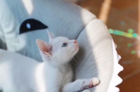 流浪猫被好心人收养后变成粘人,救助小猫被粘鼠板粘住扔到垃圾桶