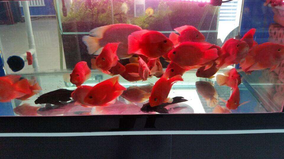 财神鱼如何快速养起头,养财神鱼适合养几条