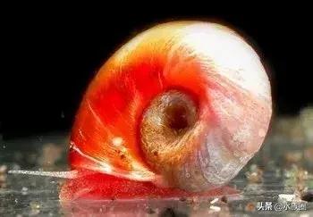 苹果螺属于汽水螺吗,苹果螺观赏螺介绍