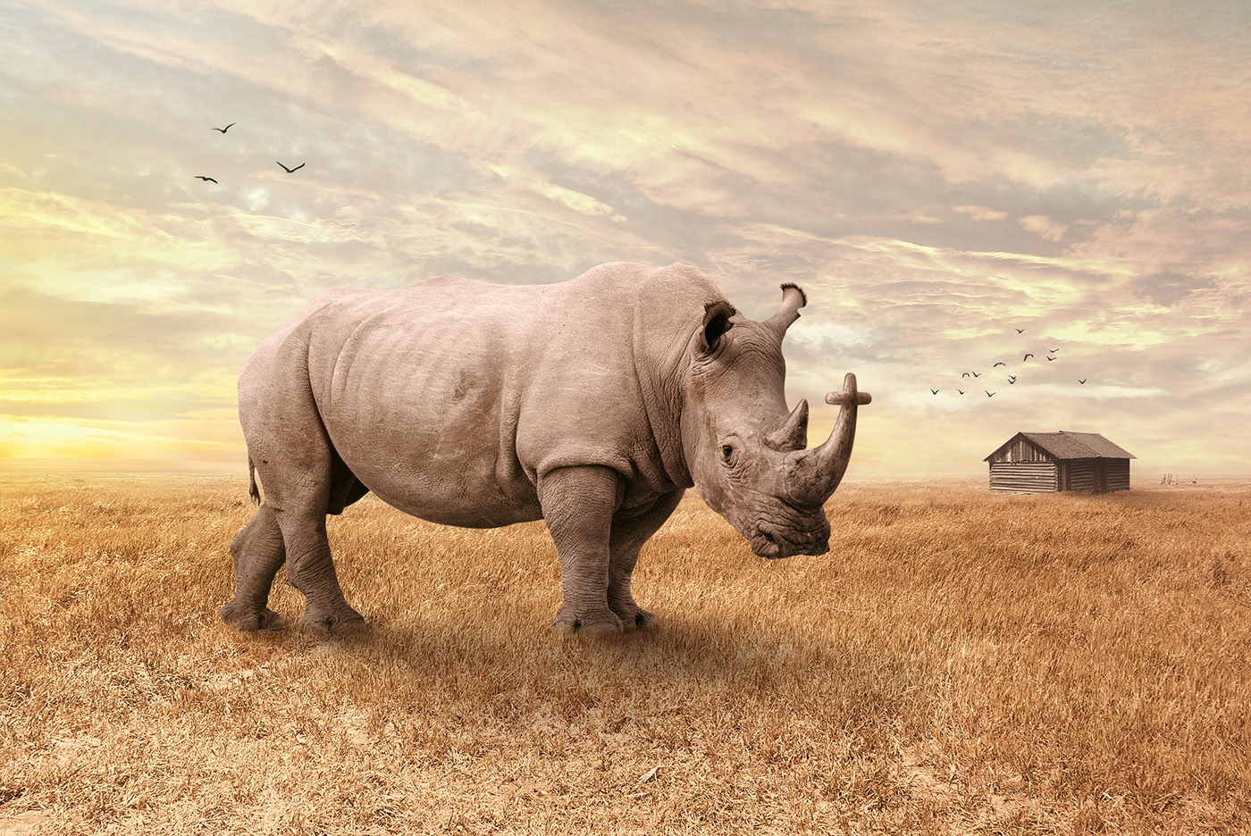 犀牛被锯掉角之后有天敌吗,为什么锯掉犀牛角是保护犀牛