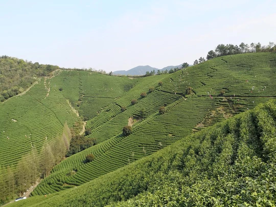 安吉白茶2024新茶高山白茶,2018年安吉明前白茶