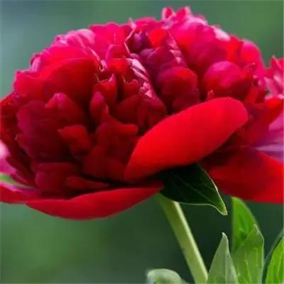 散文随笔植物,散文花