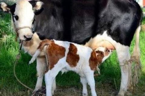 养牛的7个养母牛技术绝招,养牛技巧教学母牛下崽后的护理