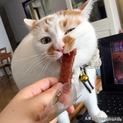 想要训练有效的基本原则,怎么训猫咪让它听话长记性