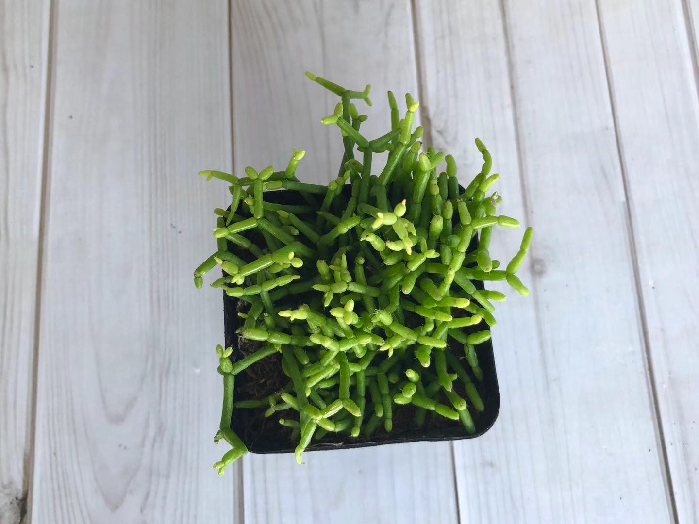 室内耐阴多肉植物推荐,多肉植物耐阴吗