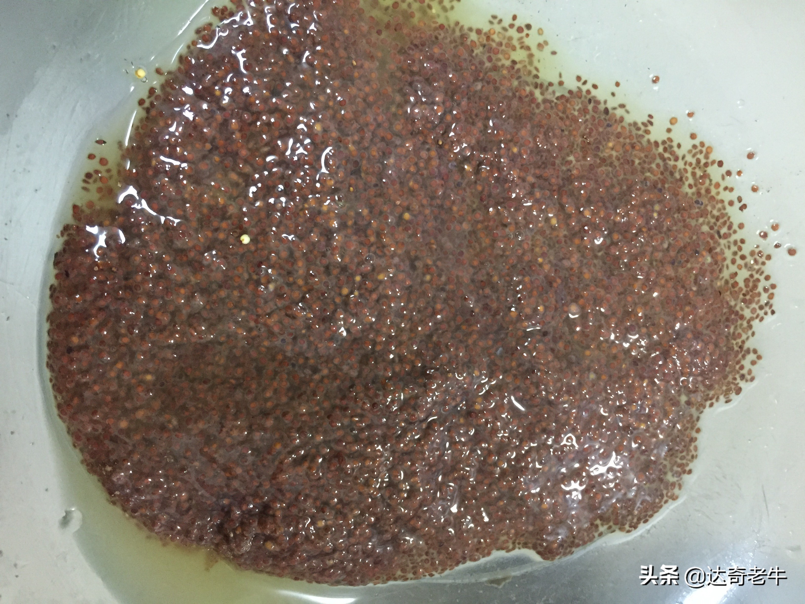 钓鱼界的四款神饵,近期风靡钓鱼圈的饵料