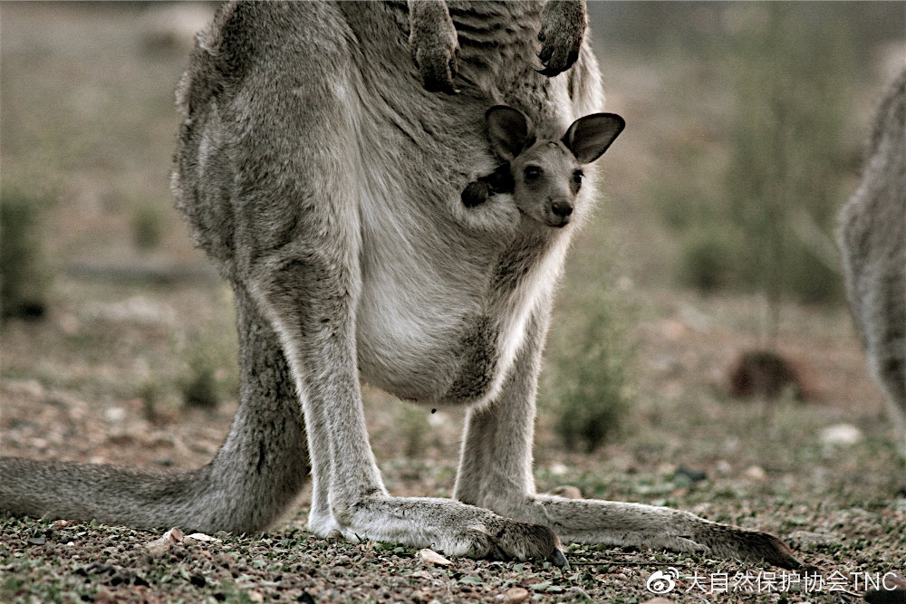 有袋类动物有哪些科,有袋类动物幼儿科普