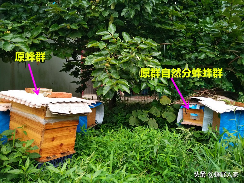 养蜂人为什么到处跑,蜜蜂分蜂怎么快速找到蜂王
