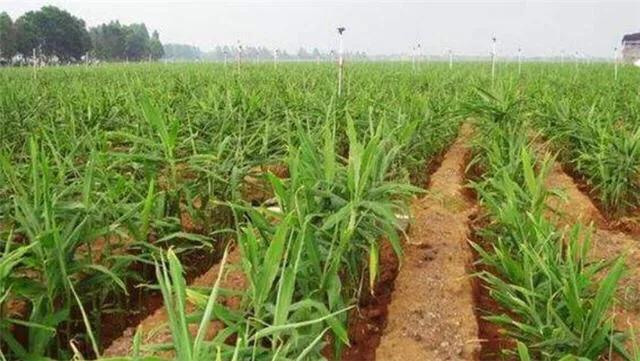 生姜出苗怎样管理,生姜出苗不齐怎么办