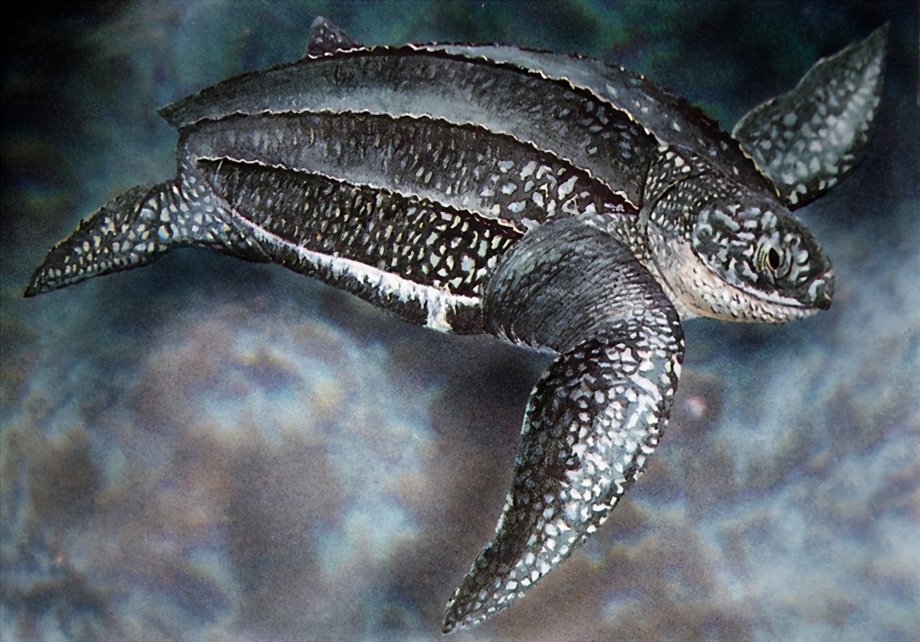 各种龟类图片大全大图,龟类展示会