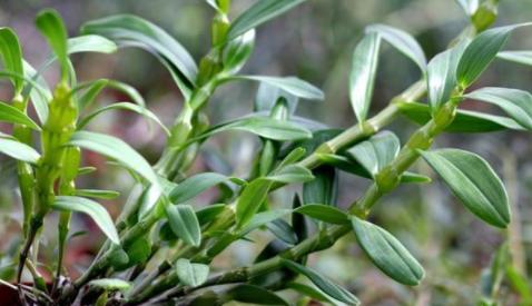 养石斛的正确方法,养石斛兰有诀窍