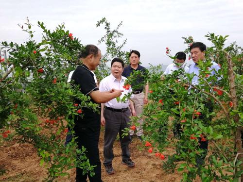 石榴树苗在冬季的正确种植方法,适合在南方种植又好看的石榴
