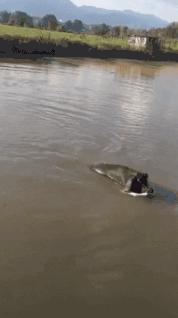 真鳄鱼皮鞋搞笑,鳄鱼皮鞋搞笑视频