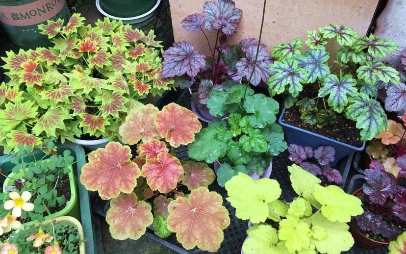 散发清香的易养花卉植物,观叶植物盆栽大全图