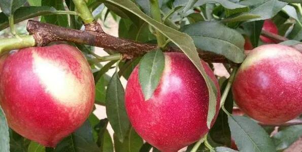 热带水果名单,热带水果王国攀枝花