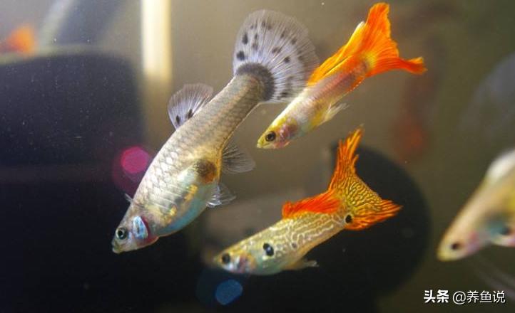 特别好养的凶猛观赏鱼有哪些,观赏鱼什么鱼比较好养生命力顽强