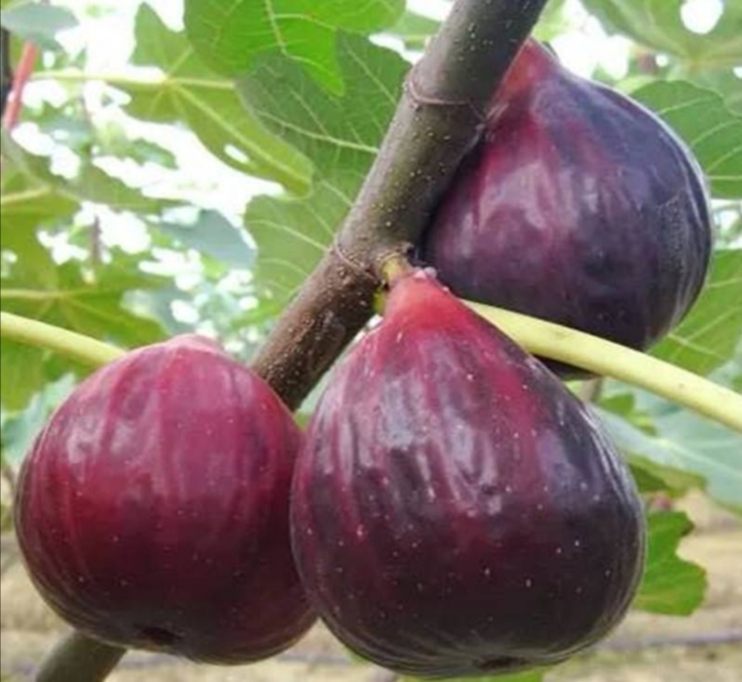 院子种水果陶冶情操,庭院最值得种的水果树