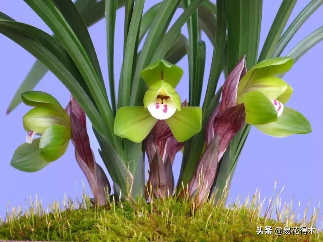 春兰大富贵春剑大富贵区别,春兰大富贵vs春剑大富贵