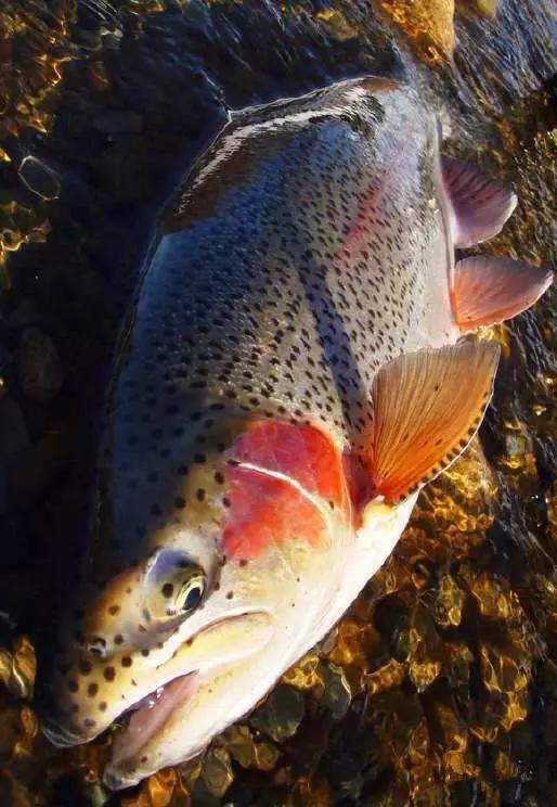 开海什么海鲜最好,开海季肥美海鲜