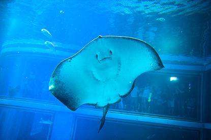 全球最大的长隆海洋公园,沉浸式参观长隆海洋王国