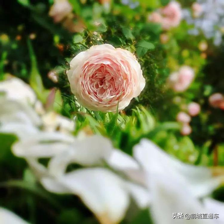 年宵花争奇斗艳价格亲民惹人爱,春节临近年宵花热销新品种受青睐