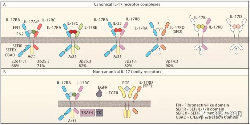目前治疗银屑病最好的生物制剂,全球最新银屑病新药