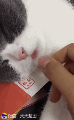 搞笑动图gif图片,搞笑动图gif微信表情包