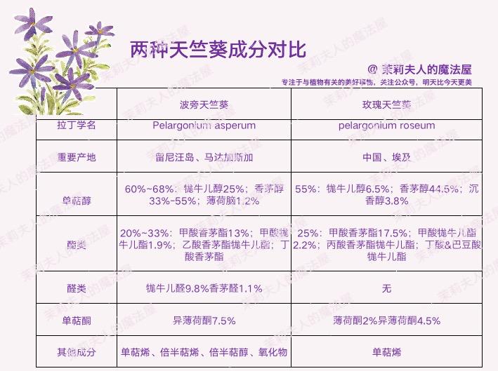 天竺葵香氛精油,玫瑰天竺葵精油魅力