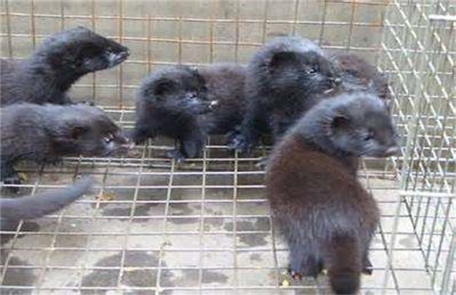 狐狸养殖幼崽出生应注意什么问题,狐狸繁殖方法视频